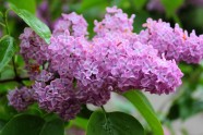粉紫色丁香花图片