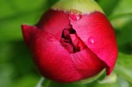 红牡丹花苞图片