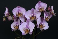 白紫色兰花图片