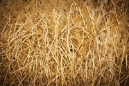 稻草堆特写图片