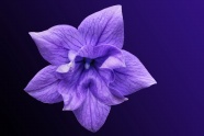 紫色桔梗花花朵图片