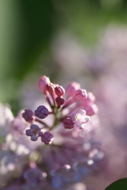 粉紫丁香花图片