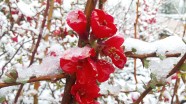 雪中红海棠花图片