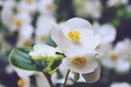 白色秋海棠花图片