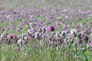 紫色罂粟花图片