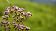 野生小山花图片