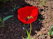 一朵红罂粟花图片