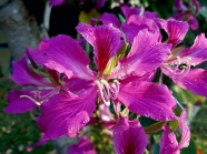 粉色紫荆花图片