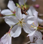 白色樱花近景图片