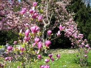 粉紫色木兰花图片