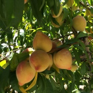 树上新鲜桃子图片
