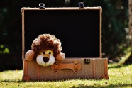 行李箱里的玩具狮子图片