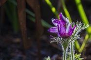 紫色白头翁花图片