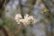 一支白色苹果花图片