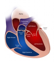 心脏解剖学图片