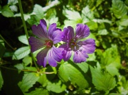  紫色天竺葵图片