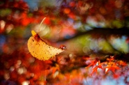 秋天落叶桌面壁纸图片