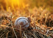 可爱蜗牛非主流意境图片