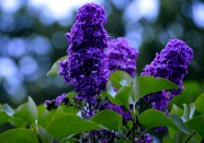 晚花紫丁香图片