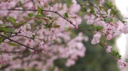 粉色樱花枝摄影图片
