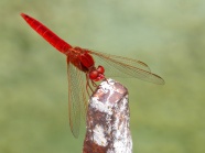 漂亮红蜻蜓图片