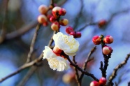 梅花唯美图片