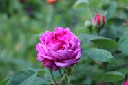 粉色鲜艳玫瑰花图片