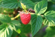 红山莓图片