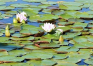 荷花池河塘摄影图片