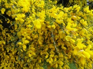 黄色观赏花图片