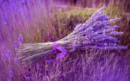 紫色梦幻薰衣草花束图片