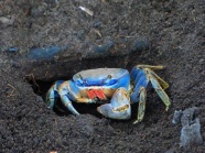 蓝色活螃蟹图片