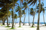 热带旅游风景棕榈树图片