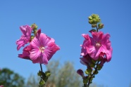蓝天下粉色花朵摄影图片
