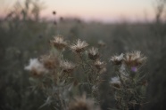 秋季花朵枯萎图片