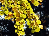 秋天黄树叶图片