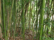 茂密的竹林图片