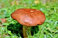 森林红蘑菇图片