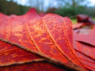 八月立秋红色落叶图片