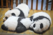 刚出生的小熊猫图片