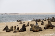 沙滩海狮图片