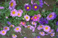 草丛中漂亮雏菊花图片