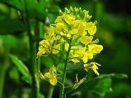 黄色油菜花朵高清图片