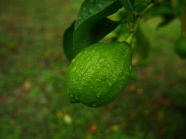 绿色新鲜柠檬图片