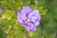 淡紫色芙蓉花图片