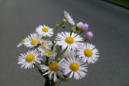 一束白色菊花图片