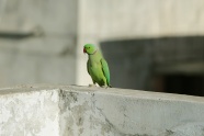 一只绿色鹦鹉图片