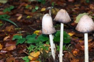 秋季白蘑菇图片