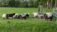 荷兰牧场羊群图片
