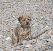 鹅卵石上小猎犬图片